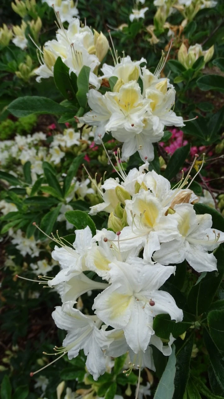 'Midsummer Queen'